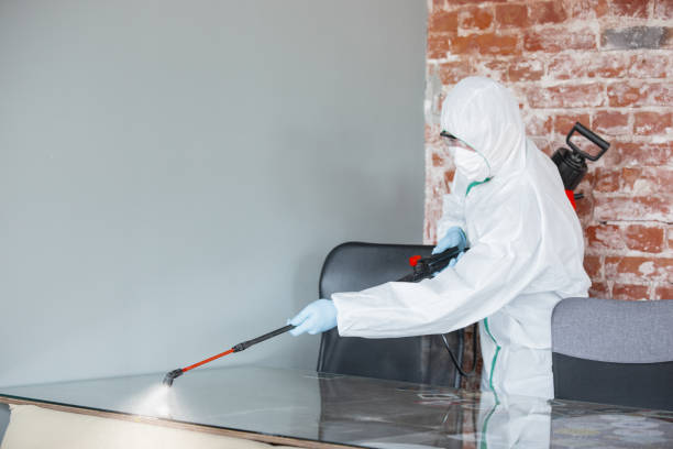 Trusted Irvine, CA Mold Removal Experts